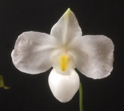 Paphiopedilum delenatii v. alba