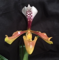 Paphiopedilum gratrixianum