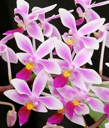 Phalaenopsis equestris