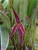 Pleurothallis allenii