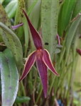 Pleurothallis allenii