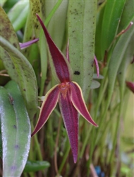 Pleurothallis allenii