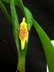 Pleurothallis fustifera species