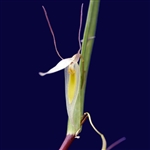 Pleurothallis nuda white