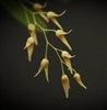Pleurothallis picta, Micro-Mini Type - In Bud/Bloom Now
