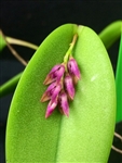 Pleurothallis prolifera