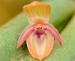 Pleurothallis tonduzii