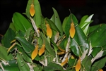 Restrepia brachypus 'Yellow'