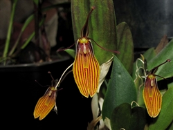 Restrepia striata