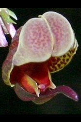 Scaphosepalum anchoriferum