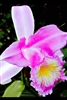 Sobralia violacea