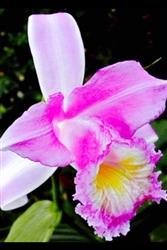 Sobralia violacea