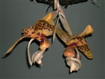 Stanhopea Bird of Prey (jenishiana x nigroviolacea)