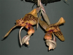 Stanhopea Bird of Prey (jenishiana x nigroviolacea)