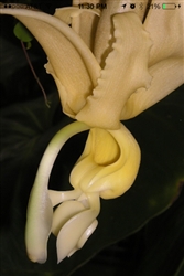 Stanhopea maduroi species