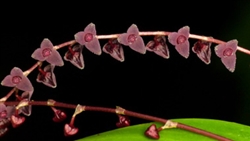 Stelis argentata 'Red'