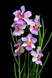 Vanda 'Miss Joaquim'