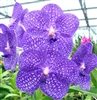 Vanda Prao Sky Blue 'Phathai'