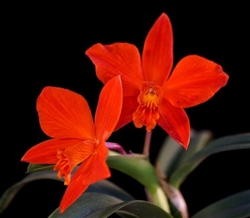 Cattleya Red Doll (coccinea x Psyche 'Red Jewel')