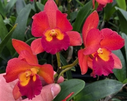 Blc. Waianae Leopard x Ctna. Why Not