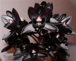 Fredclarkeara After Dark 'SVO Black Pearl'