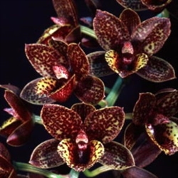 Fredclarkeara After Dark 'Sunset Valley Orchids'