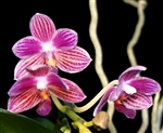 Phalaenopsis Christine Magro 'Sugar Plum' (Phal. javanica x equestris