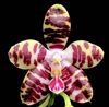 Phalaenopsis Jong's Ambotrana Cherry