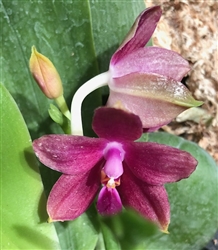 Phalaenopsis Princess Kaiulani