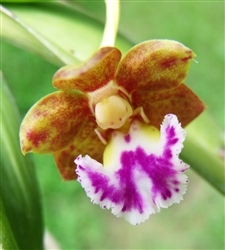 Aerides flabellata