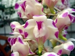 Aerides lawrenciae