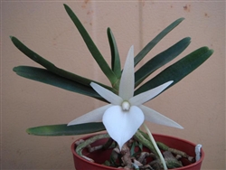 Angraecum elephantinum