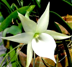 Angraecum leonis