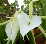 Brassavola grandiflora