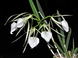 Brassavola nodosa