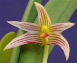 Bulbophyllum affine