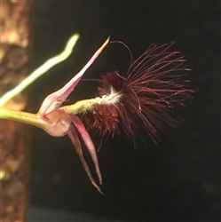 Bulbophyllum barbigerum