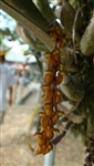 Bulbophyllum careyanum