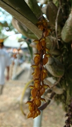 Bulbophyllum careyanum