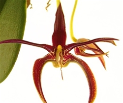 Bulbophyllum cheiri