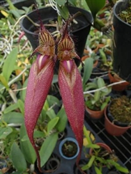 Bulbophyllum fascinator