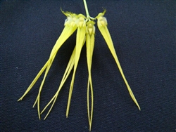 Bulbophyllum flaviflorum