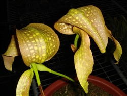 Bulbophyllum grandiflorum