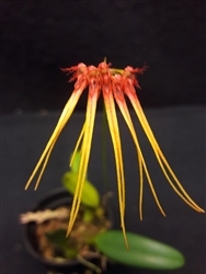 Bulbophyllum electrinum var. calvum