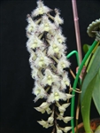 Bulbophyllum lindleyanum