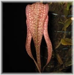 Bulbophyllum longisepalum