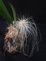 Bulbophyllum medusae