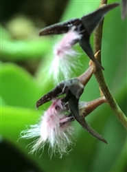 Bulbophyllum saltatorium v. alba