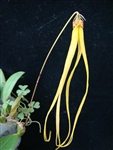 Bulbophyllum thiurum