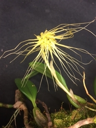 Bulbophyllum vaginatum